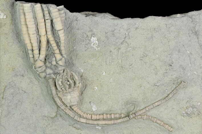 Two Fossil Crinoids (Parascytalocrinus & Macrocrinus) - Indiana #122989